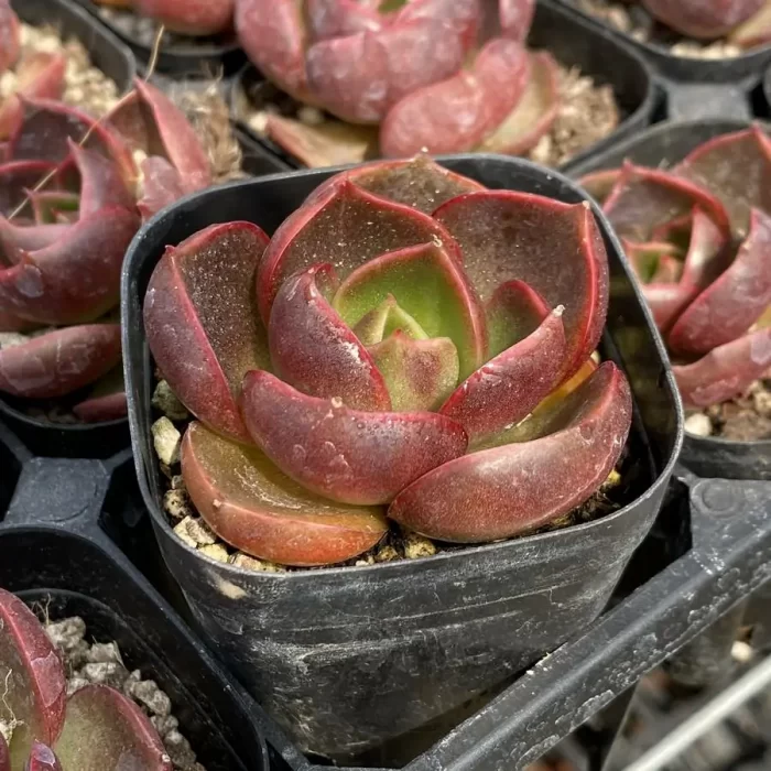 Echeveria Red Light - Image 2
