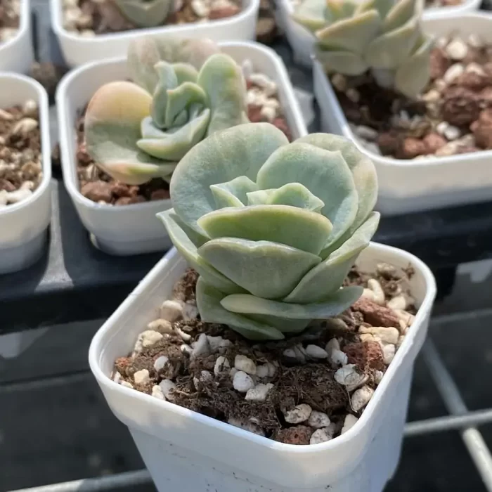 Echeveria Lovely Rose Variegated - Image 2