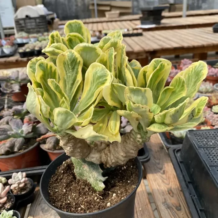 Euphorbia-poissonii Variegated (3-4heads) Clustering - Image 2