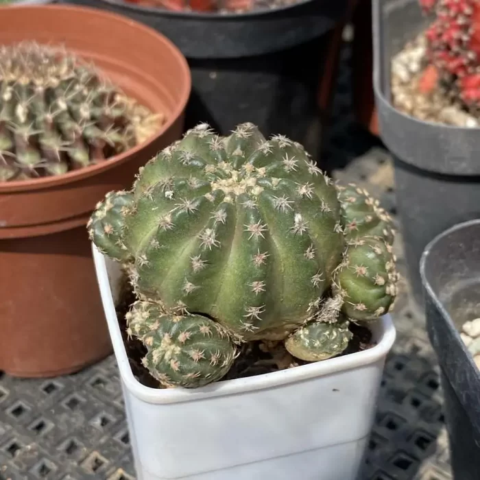 Cactus-Zhaohe - Image 2