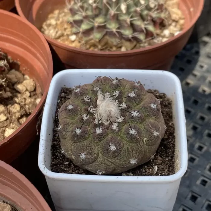 Cacti-Copiapoa lizard skin - Image 2