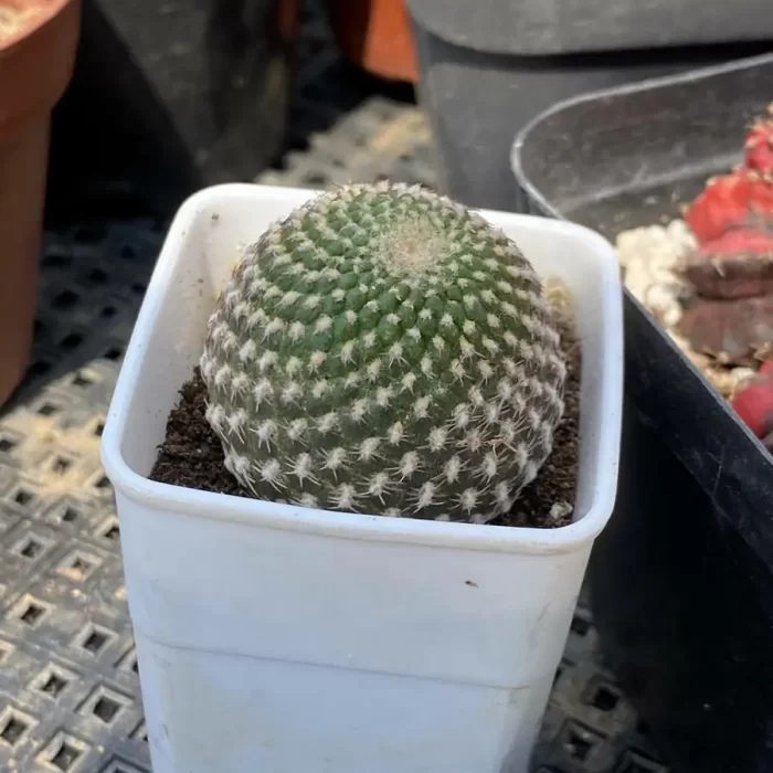 Cactus-Rebutia arenacea - Image 2