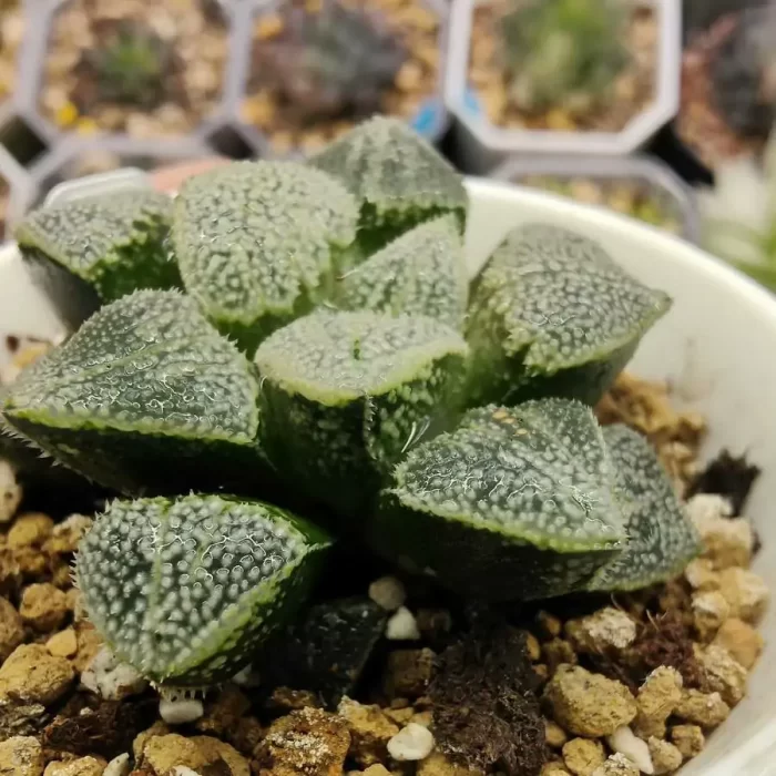 Haworthia Ehime - Image 2