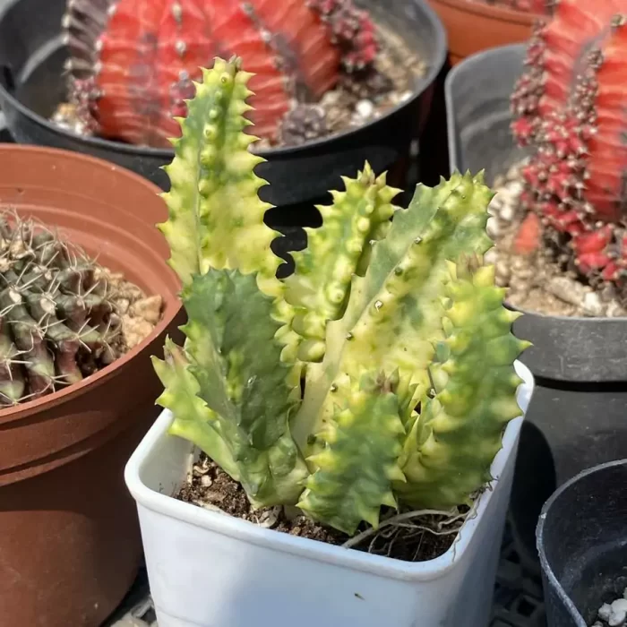 Orbea Haw.Stapeliagigantea Variegated - Image 2