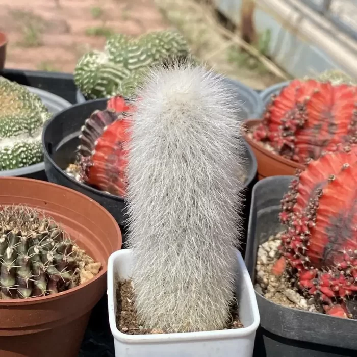 Cactus-CleistoCactus-Strausii - Image 2