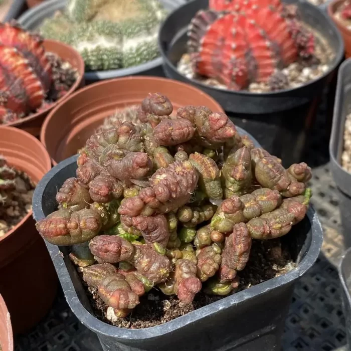 Cactus-Mammillaria bocasana cv.Fred - Image 2