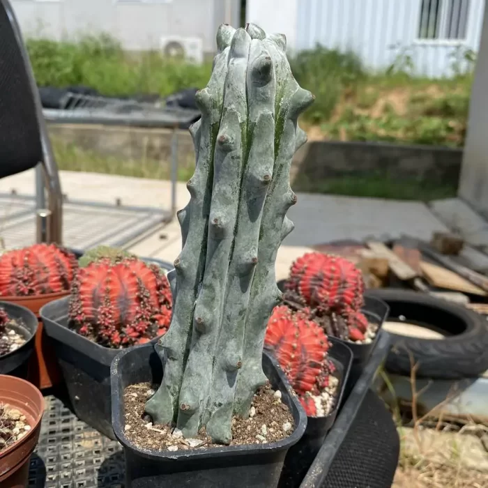 Cactus-Stenocereus beneckei - Image 2