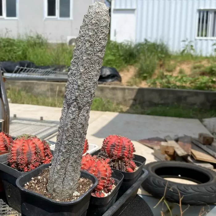 Euphorbia-abdelkuriBalfour fil - Image 2