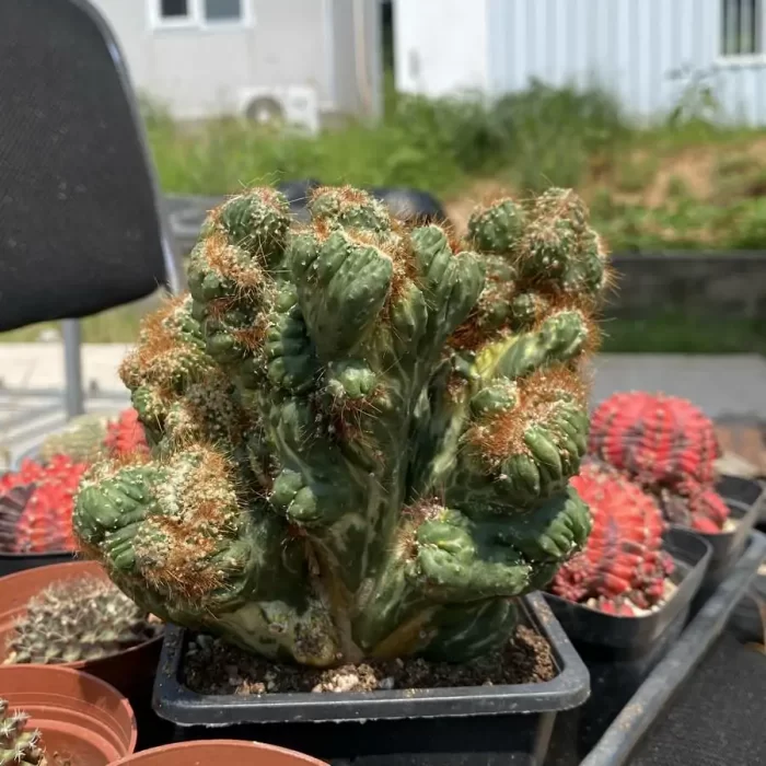 Cactus-Cereus Peruvianus var. Monstruosus f. Variegatus - Image 2