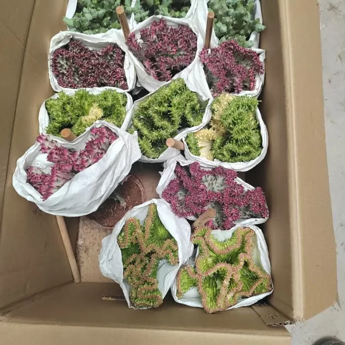 Cactus-Cereus Opuntia Spring Breeze(Grafted) - Image 2