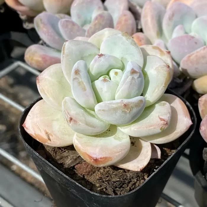 Echeveria Star Snow - Image 2