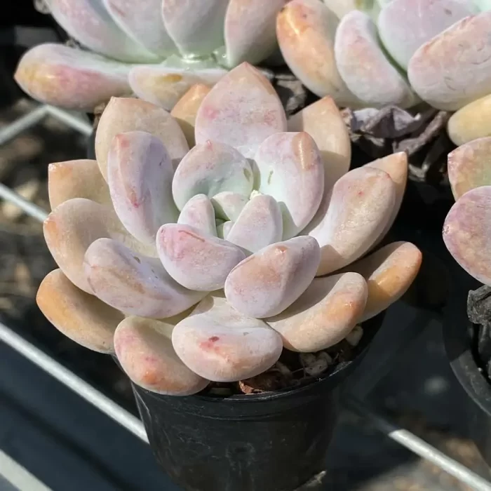 Echeveria Monroe - Image 2