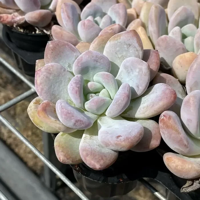 e202-8.webp Echeveria Moondancer - Image 2