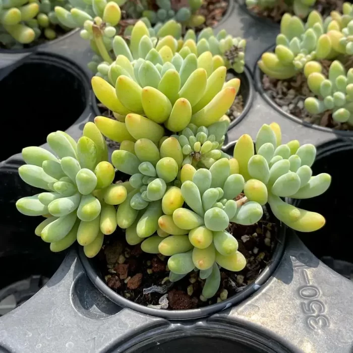 Sedum Glow Sticks Clustering - Image 2