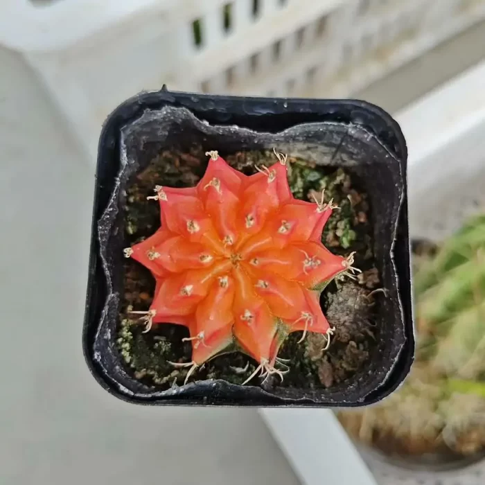 e (1) Gymnocalycium stenopleurum ‘Variegata' - Image 1