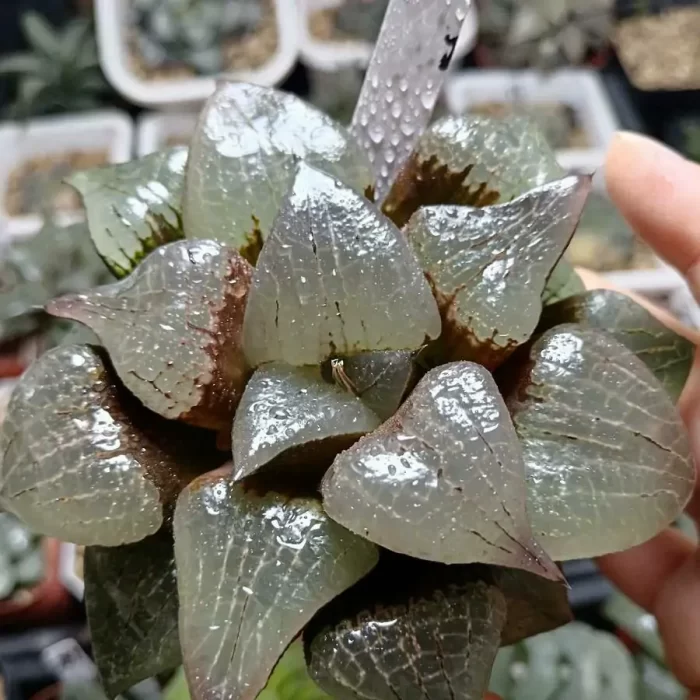 e201-1.webp Haworthia Comptoniana 'Akan-Ko'(female parent) - Image 1