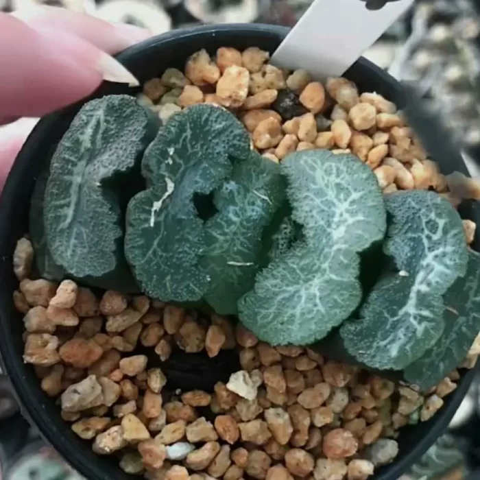 e201-11.webp Haworthia Great Permissions Truncata - Image 1