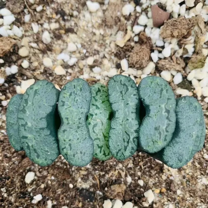 e201-13.webp Haworthia Ximinghei Truncata - Image 1