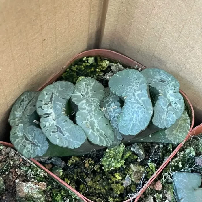 e201-14.webp Haworthia Truncata Schönland - Image 1