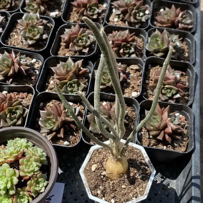 e201-15.webp Cactus-Medusa - Image 1