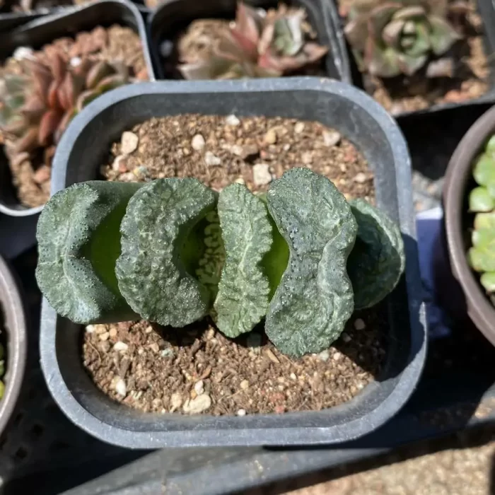 e201-17.webp Haworthia Large Black Jade Fan - Image 1