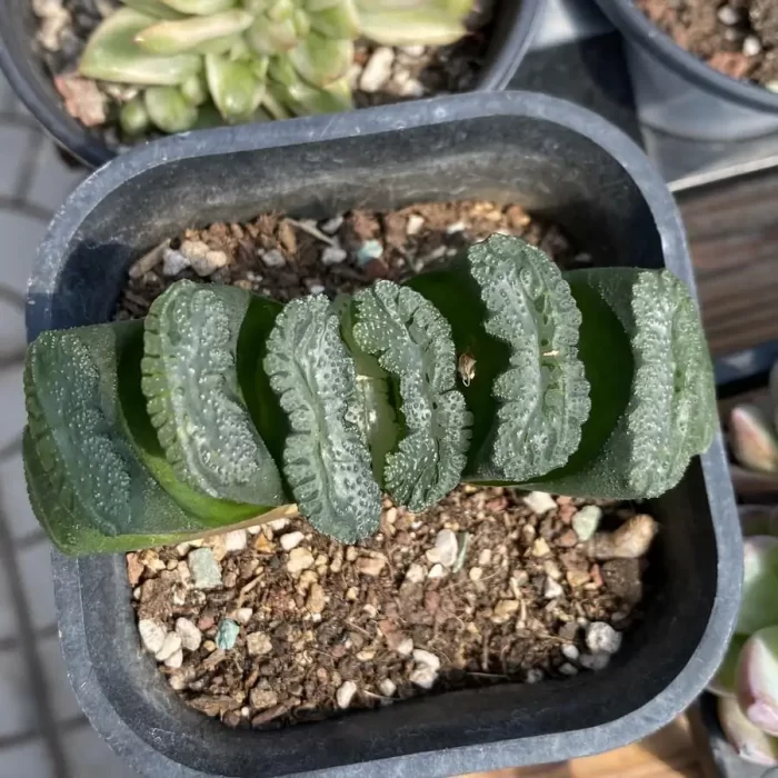 e201-18.webp Haworthia Green Island Truncata - Image 1