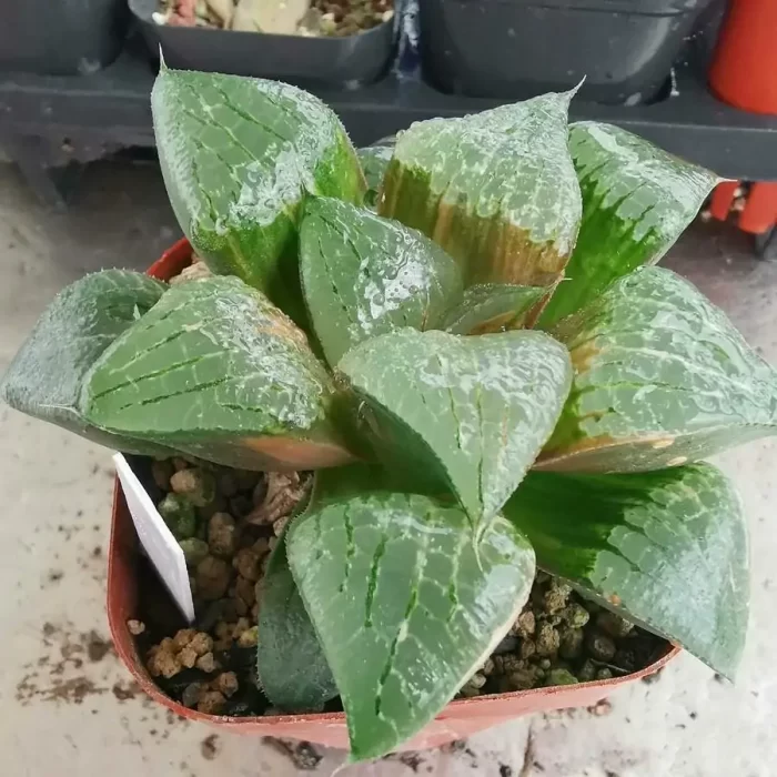 e201-2.webp Haworthia Comptoniana 'Akan-Ko' - Image 1