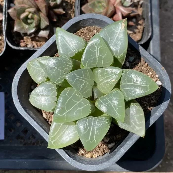 e201-20.webp Haworthia Beauty Moon Shadow - Image 1