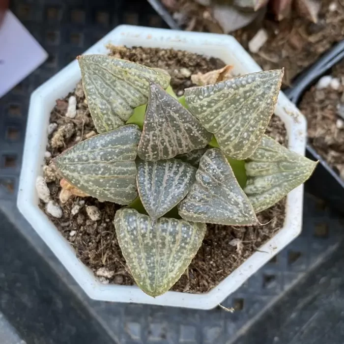 e201-23.webp Haworthia Splendens - Image 1