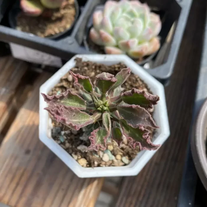 e201-25.webp Euphorbiaceae-Monadenium guentheri - Image 1