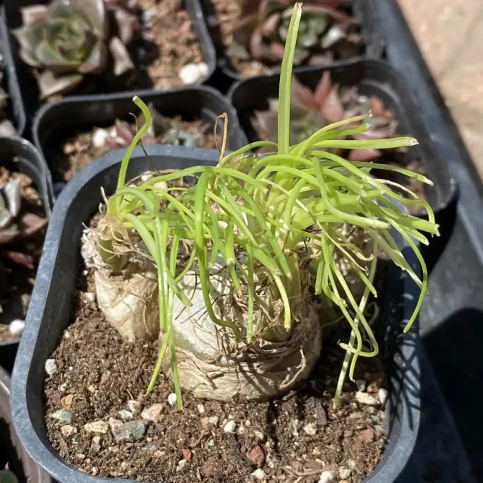 e201-26.webp Haraella Freesia hybrida Klatt - Image 1