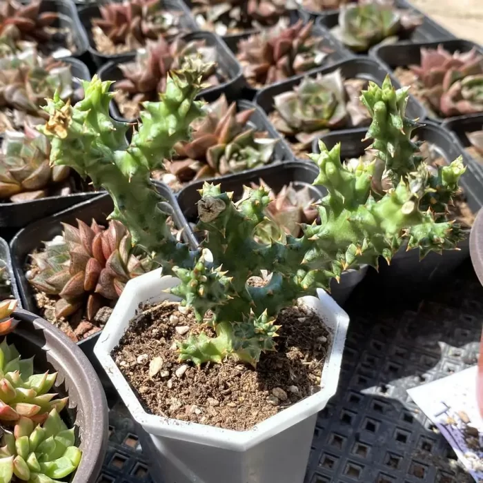 e201-28.webp Asclepiadaceae Edithcolea grandis - Image 1