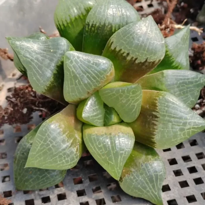e201-3.webp Haworthia Mu Yi Kangping(female parent) - Image 1