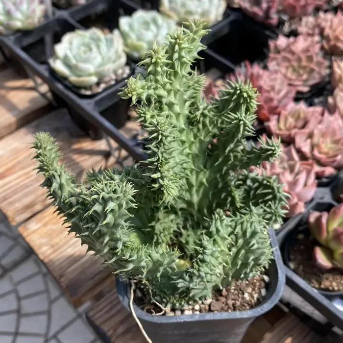e201-30.webp Cactus-Stapelia grandiflora Masson f. cristata - Image 1