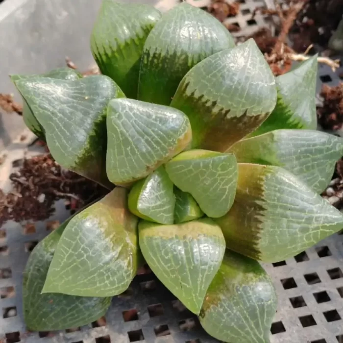 e201-4.webp Haworthia Mu Yi Kangping - Image 1