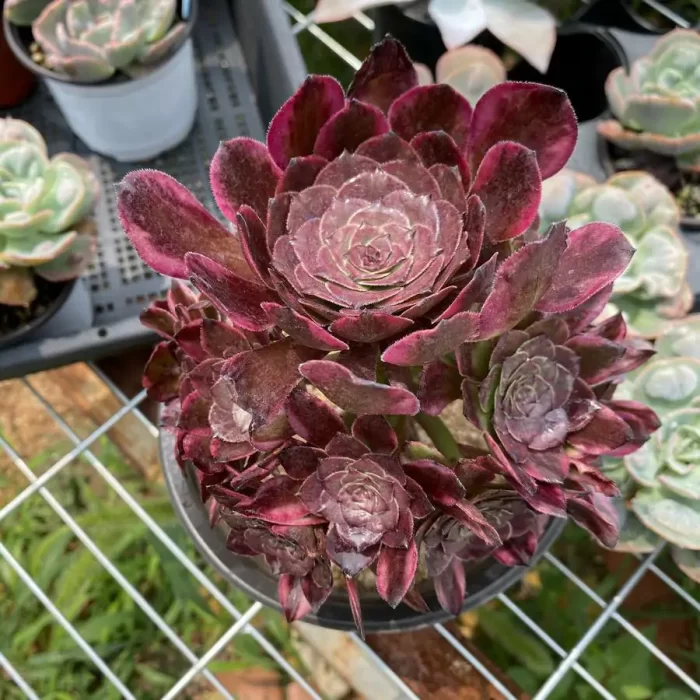 e201-47.webp Aeonium Fireworks Clustering - Image 1