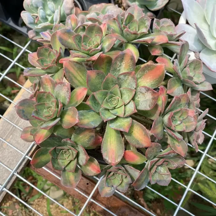 e201-49.webp Aeonium Stars Clustering - Image 1