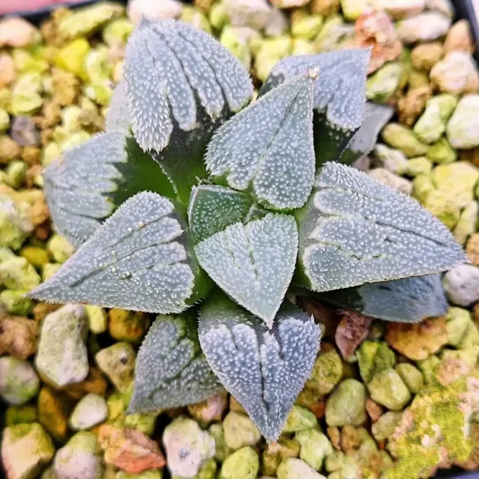 e201-5.webp Haworthia Railway Silver - Image 1
