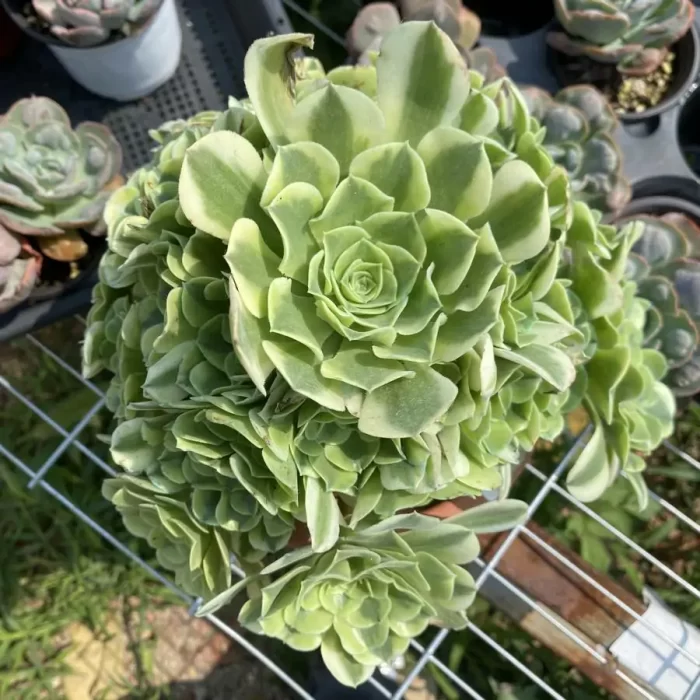 e201-54.webp Aeonium Green Bean Paste Clustering - Image 1