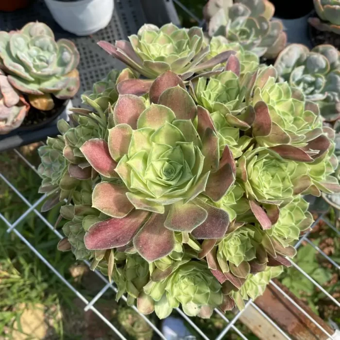 e201-57.webp Aeonium Prime of youth Clustering - Image 1