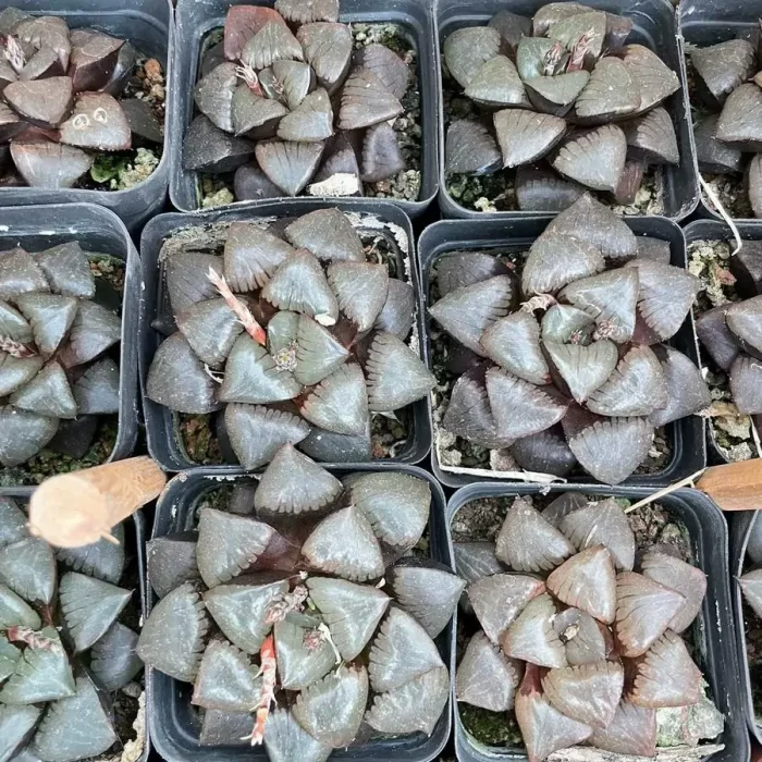 e201-6.webp Haworthia Sun Moon Lake - Image 1