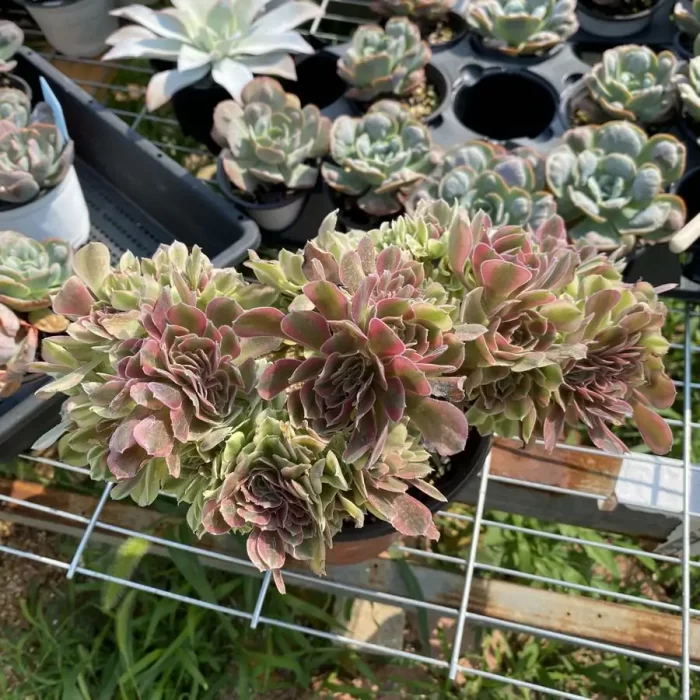 e201-60.webp Aeonium Red Sleeve Variegated Cristata - Image 1