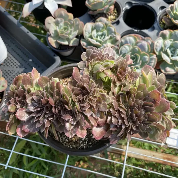 e201-61.webp Aeonium Athena Cristata - Image 1