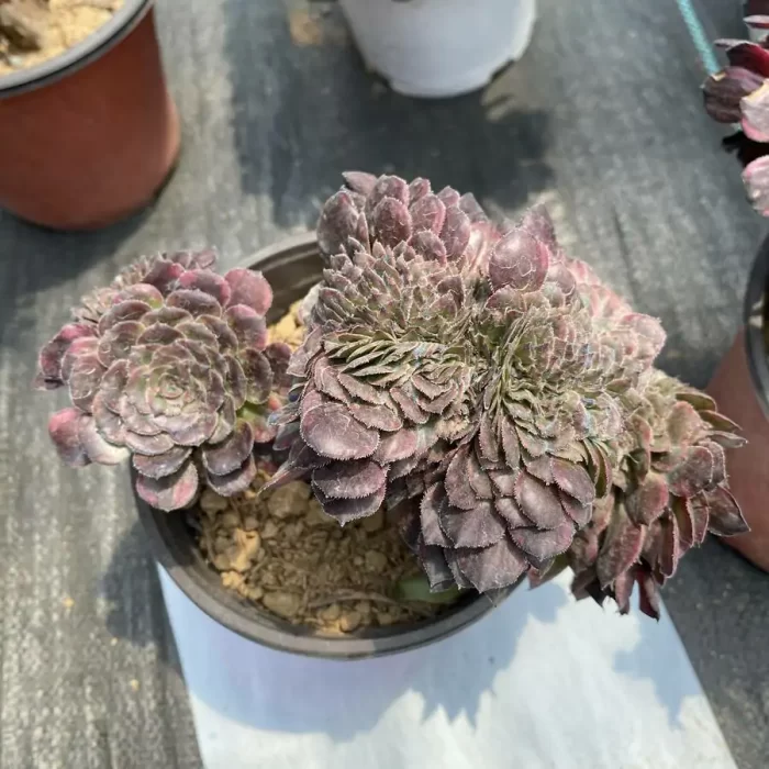 e201-62.webp Aeonium Black King Kong Cristata - Image 1