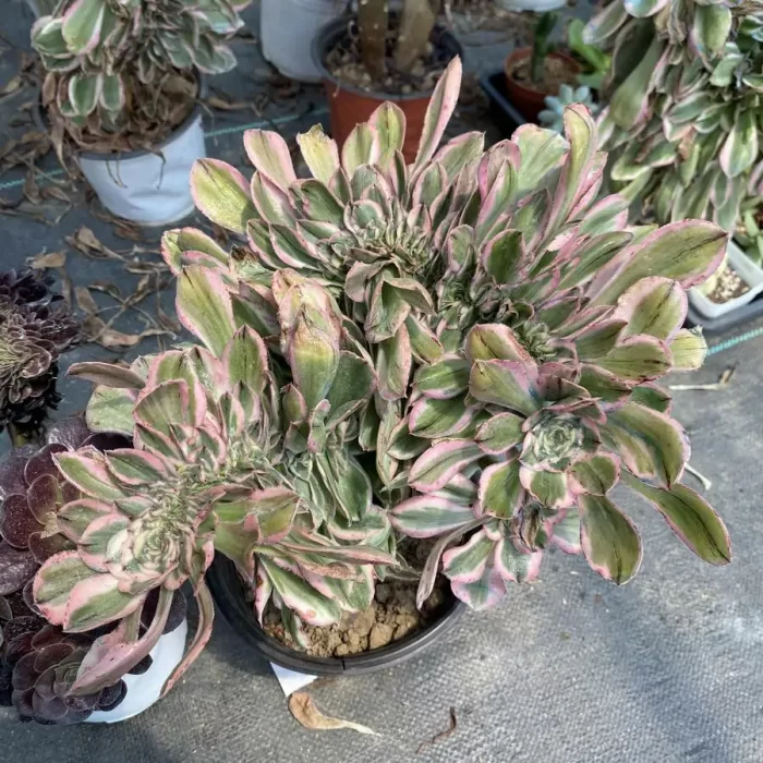 e201-64.webp Aeonium Yanzi var. Cristata - Image 1