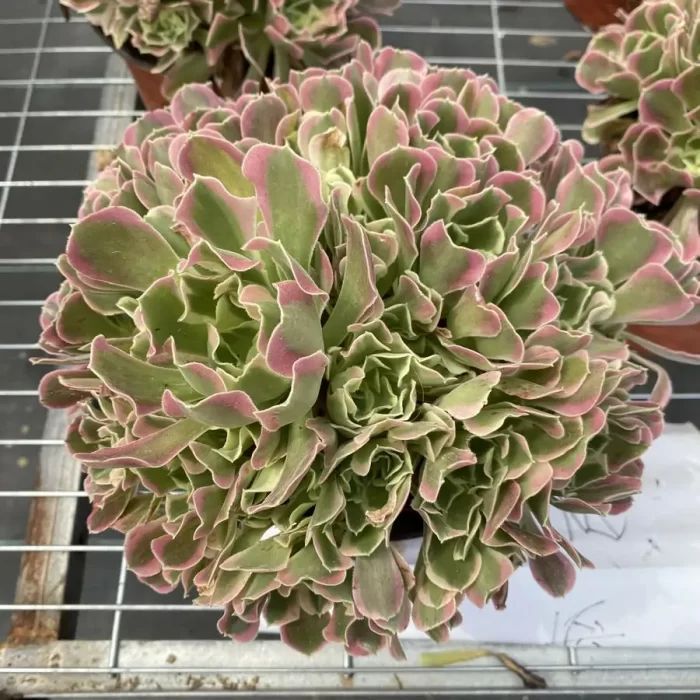 e201-69.webp Aeonium Yuhua Stone Clustering - Image 1