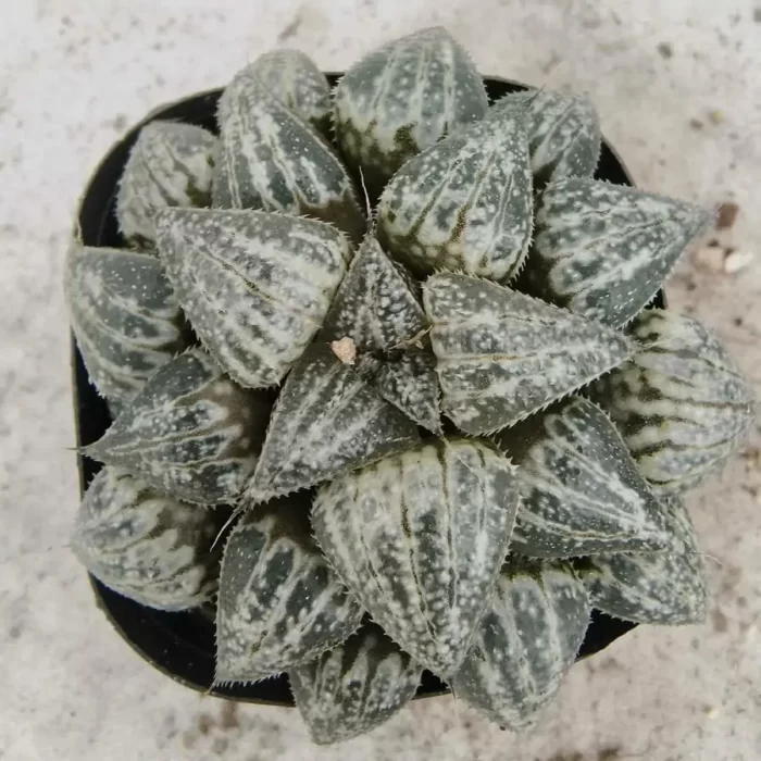 e201-7.webp Haworthia Snow Scene - Image 1
