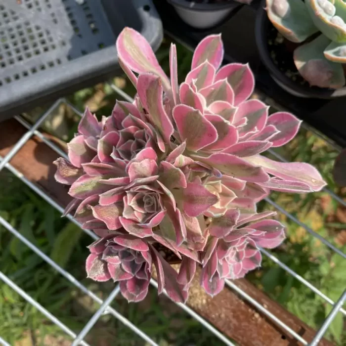 e201-72.webp Aeonium Pink Witch Clustering - Image 1