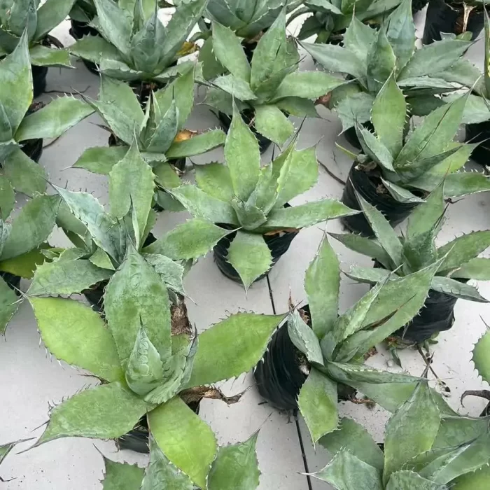 e201-73.webp Agave Parrasana - Image 1