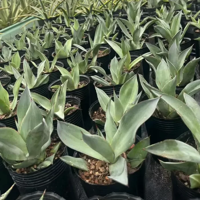 Agave Celsii Nova - Image 1